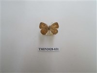 藏品(黑星灰蝶)的圖片